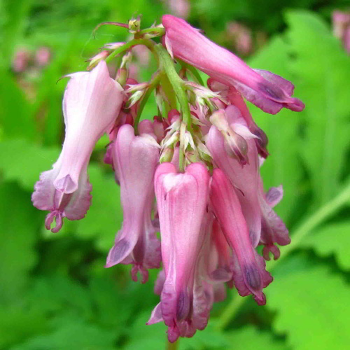 Close up of bleeding hearts. The flours are a shade between pink and purple, and are in a cluster, with blooms pointing downards, almost closed. Green foliage lies behind the blossoms.